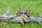 Two wolf cubs playing on log