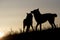 Two wolves silhouetted at sunrise