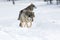 Two wolves walking in the Snow