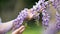 Two woman hands holding wisteria blooming vine
