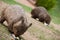 Two Wombats Eating Dinner