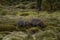 Two wombats in the field of Cradle Valley in Tasmania, Australia