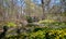 Two Women on bridge by little stream with amazing buttercups in Springtime