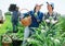 Two women farmers harvesting ripe artichokes together in summer field