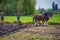 Two women guide a plow pulled by draft horses