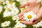 Two women hands holding one daisy flower