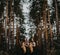 Two women harpists stand at forest and play harps against a background of pines