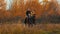 Two women on the horses backs having a good time running on the field