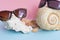 Two women`s and men`s sunglasses over large seashells and severa