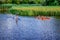 Two women sailing in a canoe and a man-sapsurfer on the background of swamp thickets on Konka