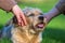 Two women stroking a cute dog