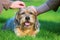 Two women stroking a cute dog