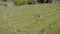 Two women are strolling on grape plantation in summer day, aerial view, viewing plants and shrubs