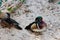 Two Wood Ducks