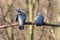 Two wood pigeons cleaning feathers on branch with blurred trees in background