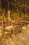 Two wooden bench at the forest park with tall tree with yellow ginkgo biloba leaves in autumn