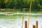 Two wooden canoes compete in the current of a river in the green of a rainforest