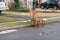 Two wooden dining room chairs in the street by a curb waiting for trash pickup