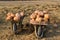 Two wooden wheelbarrows overflowing with orange pumpkins, set in a grassy field.