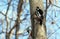 Two woodpeckers on a tree