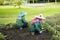 Two workers taking care of a flower garden