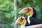 Two Wreathed Hornbill