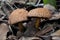 Two Xerocomellus chrysenteron Red cracking bolete