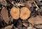 Two Xerocomellus chrysenteron Red cracking bolete