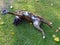 Two-year-old boxer dog, lying back in an attitude of play and submission