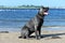 Two year old cane corso italian mastiff offshore open mouth