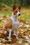 Two-year-old dog breed Basenji sits on the autumn foliage