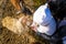 Two year old girl mother in farmland feeding farm animals