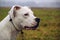 two years old dogo argentino. female dog. photo of head profile in outdore with autumn background