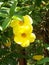 Two Yellow alamanda flower on the tree