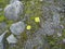 Two yellow Alpine poppies in a clearing overgrown with moss among gray stones
