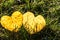 Two yellow autumn leaves in shape of heart lying on grass in early moning sunshine