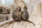 Two Yellow baboons, Papio cynocephalus