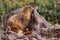 Two yellow-bellied marmots, a mother and her child, play among rocks in the Weminuche Wilderness near Creede, Colorado, USA