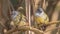 Two Yellow-bellied Waxbills Looking at Different Directions