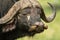 Two yellow-billed oxpeckers clean Cape buffalo nostrils