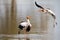 Two Yellow billed storks fight for domination of territory at da