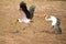 Two Yellow billed storks fight for domination of territory at da