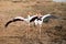 Two Yellow billed storks fight for domination of territory at da