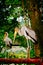 Two yellow billed storks in the woods