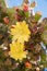 Two yellow blossoms of an opuntia phaeacantha cactus plant