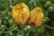 Two yellow blossoms of a tulip Tulipa, Liliaceae with red patterns