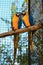 Two yellow-blue macaw parrot on a perch