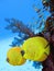 Two yellow bluecheek butterflyfish