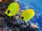 Two yellow bluecheek butterflyfish