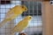 Two Yellow Canaries In A Cage